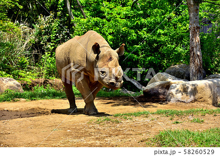 横浜ズーラシア動物園ヒガシクロサイ 58260529