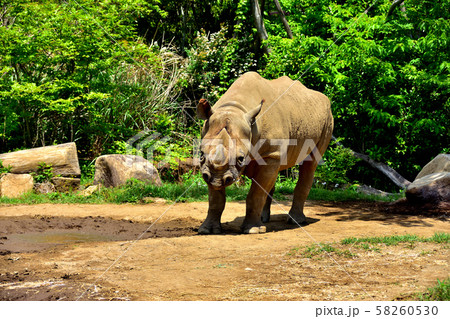 横浜ズーラシア動物園ヒガシクロサイ 58260530