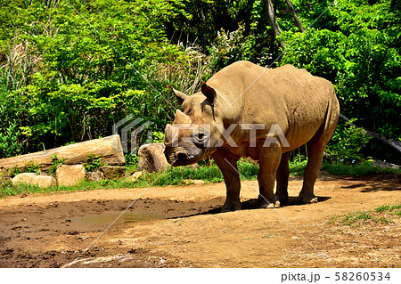 横浜ズーラシア動物園ヒガシクロサイ 58260534