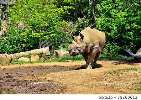 横浜ズーラシア動物園ヒガシクロサイ 58260612