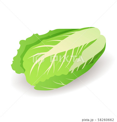 Fresh green chinese cabbage icon isolated on white background, organic vegetable, vector 58260662
