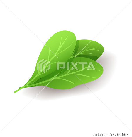 Bunch of fresh green spinach leaves icon isolated on white background, healthy organic food, vector 58260663