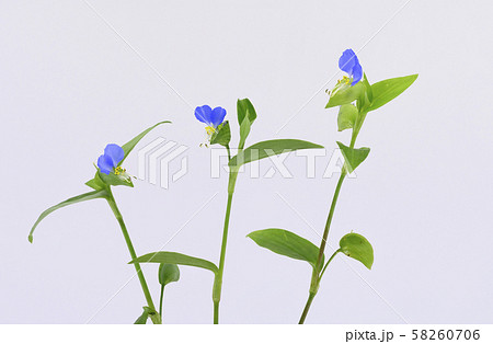 ツユクサ ツユクサ 58260706