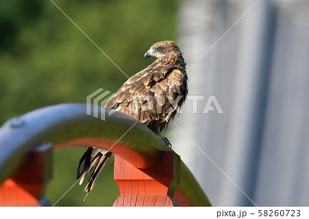 とんび とんび 58260723