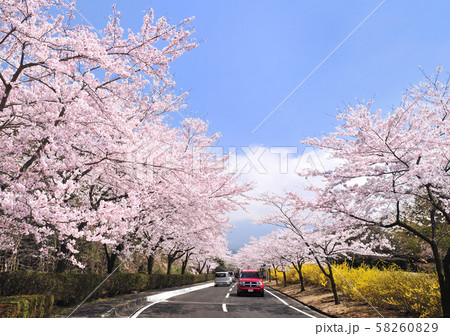 富士桜自然墓地公園の桜並木-32564 富士桜自然墓地公園の桜並木-32564 58260829