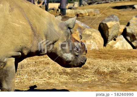横浜ズーラシア動物園ヒガシクロサイ 横浜ズーラシア動物園ヒガシクロサイ 58260990