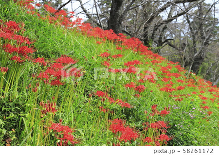 満開の彼岸花 満開の彼岸花 58261172
