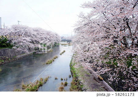 美祢 桜の写真素材