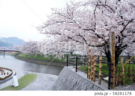 美祢・桜 美祢・桜 58261178