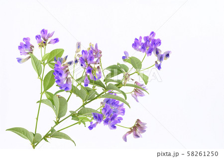 ナンテンハギ ナンテンハギ 58261250