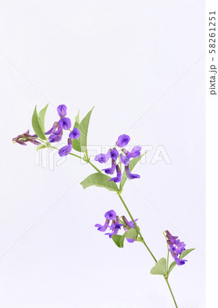 ナンテンハギ ナンテンハギ 58261251