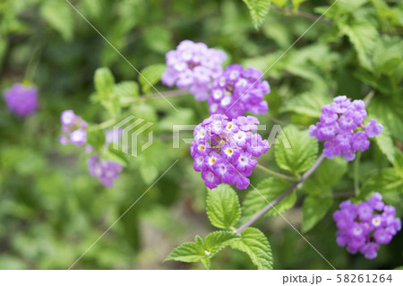 コバノランタナ コバノランタナ 58261264