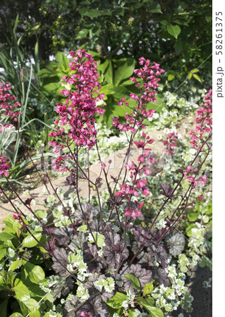 ヒューケラ　レーブオン　花 58261375