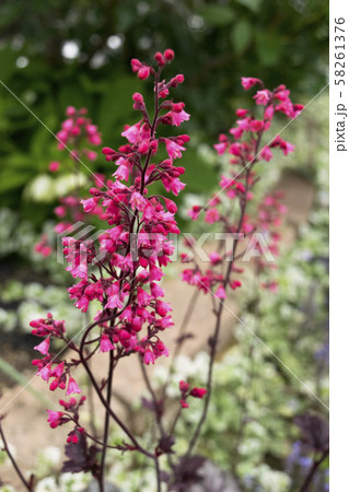 ヒューケラ　レーブオン　花 58261376