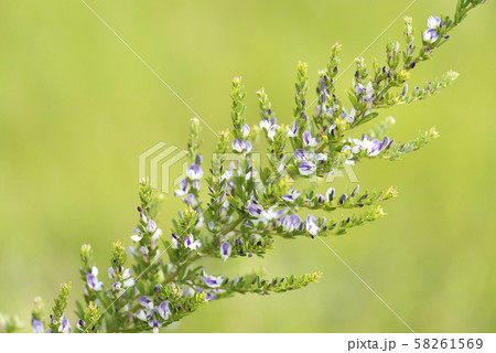 メドハギ 58261569