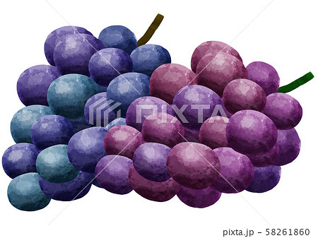 ぶどう 葡萄 ブドウ 果物 フルーツのイラスト素材