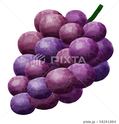 ぶどう 葡萄 ブドウ 果物 フルーツのイラスト素材