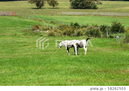 初秋の蒜山高原 58262503