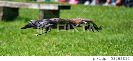 Harris's hawk, Parabuteo unicinctus, bay-winged hawk or dusky hawk 58262813