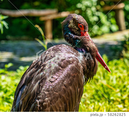 Black stork, Ciconia nigra in a german nature park Black stork, Ciconia nigra in a german nature park 58262825