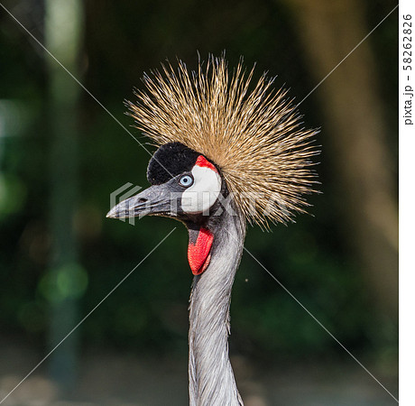 Black Crowned Crane, Balearica pavonina in the zoo 58262826
