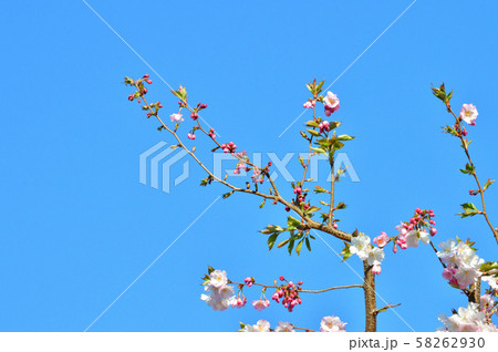 青空を背景として、アーコレードと推定されるサクラの樹の枝の春の花をローアングルで撮影した写真 青空を背景として、アーコレードと推定されるサクラの樹の枝の春の花をローアングルで撮影した写真 58262930