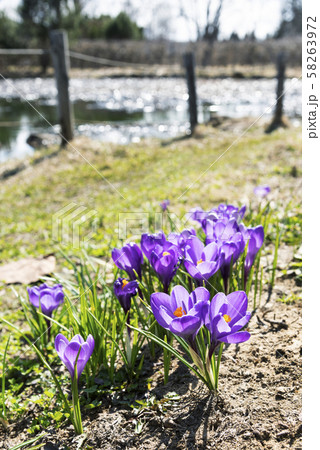 クロッカス 百合が原公園 クロッカス 百合が原公園 58263972