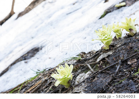 ふきのとう　札幌市 58264003