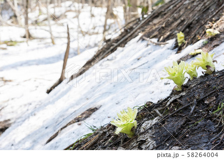 ふきのとう　札幌市 58264004