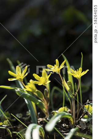 キバナノアマナ　豊浦町 58264055