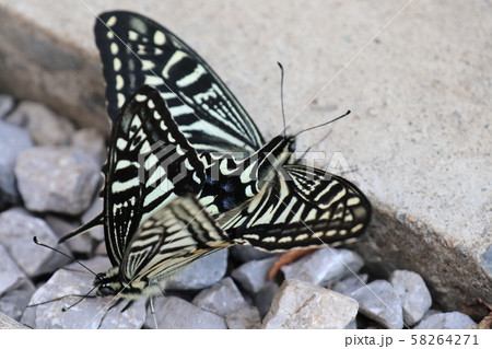 交尾しているアゲハチョウ 交尾しているアゲハチョウ 58264271