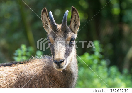 Portrait of Rupicapra closeup Portrait of Rupicapra closeup 58265250