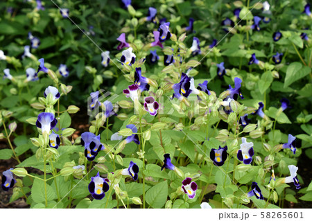 トレニア 58265601