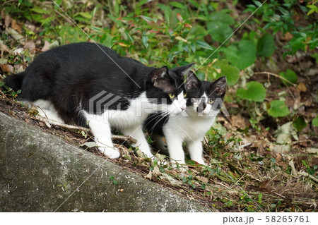 猫・野良猫・白黒・親子・九月・子猫 58265761