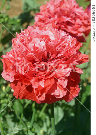 Frilly pink poppy Frilly pink poppy 58266061