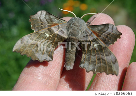 Poplar hawk moth on hand Poplar hawk moth on hand 58266063
