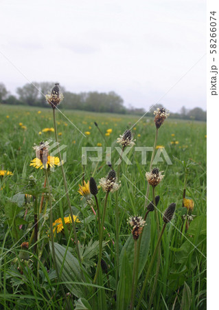Ribwort plantain in meadow Ribwort plantain in meadow 58266074