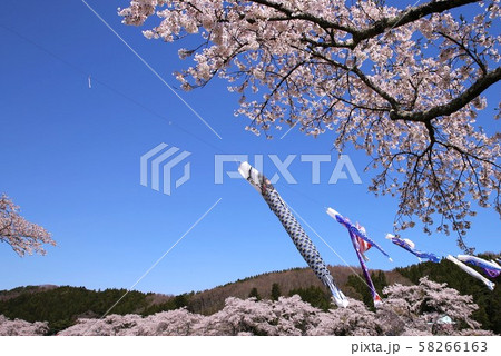 桜 58266163