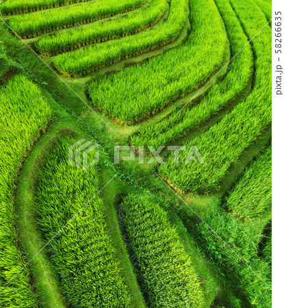 Aerial view of rice terraces. Agricultural landscape from the air. Rice terraces in the summer Aerial view of rice terraces. Agricultural landscape from the air. Rice terraces in the summer 58266635