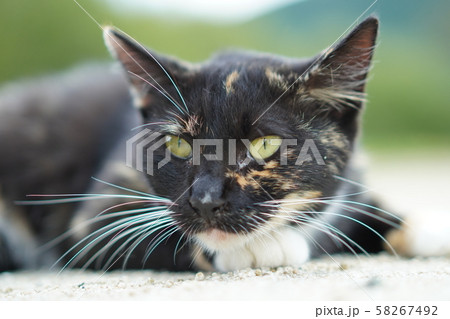 猫・野良猫・錆柄・クロちゃん・九月・くつろぐ 58267492