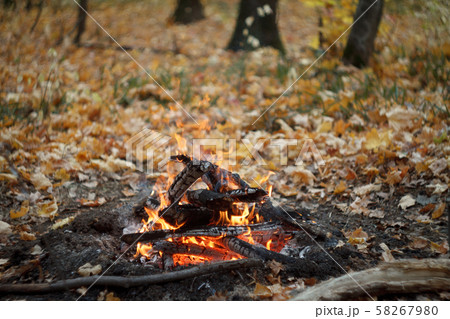 Close-up of a burning bonfire in the forest, 58267980