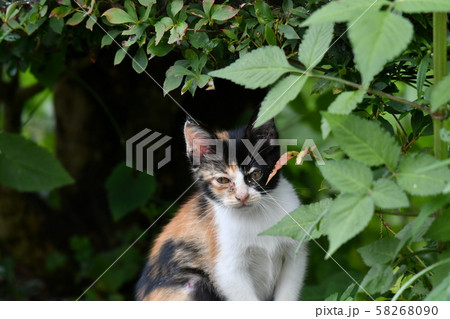 猫・野良猫・三毛猫・子猫・九月・くつろぐ 58268090