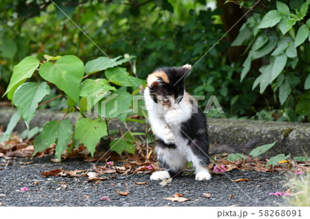 猫・野良猫・三毛猫・子猫・九月・くつろぐ 58268091