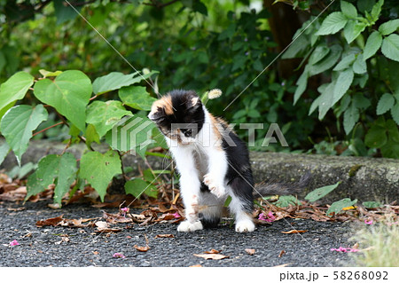猫・野良猫・三毛猫・子猫・九月・くつろぐ 58268092