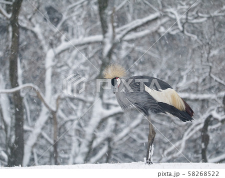 雪の中でたたずむホオジロカンムリヅル 雪の中でたたずむホオジロカンムリヅル 58268522
