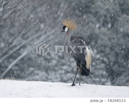 雪の中でたたずむホオジロカンムリヅル【千葉市動物公園にて】 雪の中でたたずむホオジロカンムリヅル【千葉市動物公園にて】 58268523