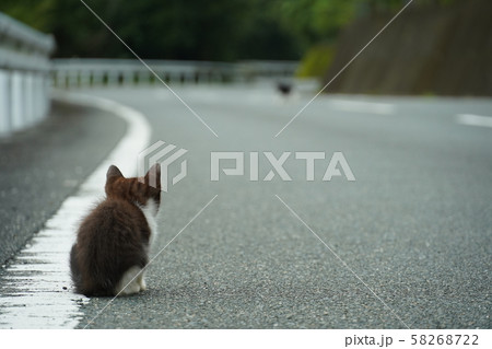 猫・野良猫・白黒・子猫・九月・虚弱体質 猫・野良猫・白黒・子猫・九月・虚弱体質 58268722