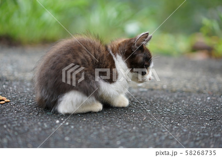 猫・野良猫・白黒・子猫・九月・虚弱体質 猫・野良猫・白黒・子猫・九月・虚弱体質 58268735