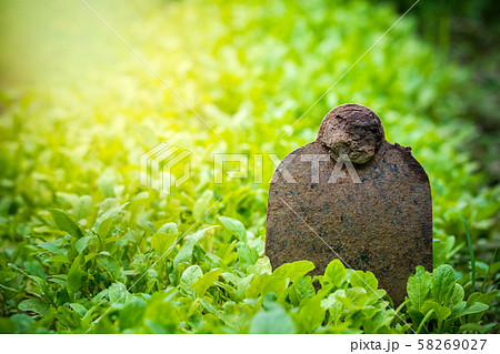 Hoe stuck in the ground of vegetable garden and morning sunlight at organic farm. Concept of agriculture. Closeup and copy space for text. Hoe stuck in the ground of vegetable garden and morning sunlight at organic farm. Concept of agriculture. Closeup and copy space for text. 58269027