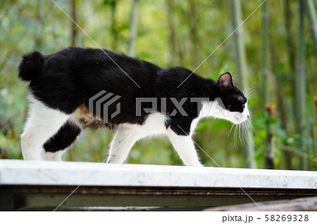 猫・野良猫・白黒・親猫・くつろぐ・九月・竹藪 58269328